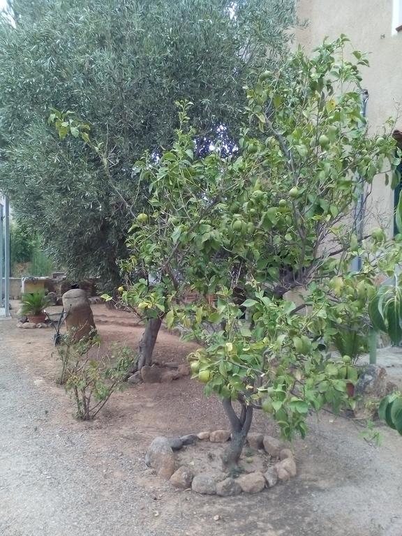 B&B Il Vigneto Capoterra Buitenkant foto